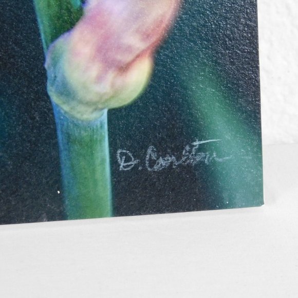 Purple Iris Flower Color Photography Lot of 2 Print Foam Board Botanical Nature - Picture 5 of 6